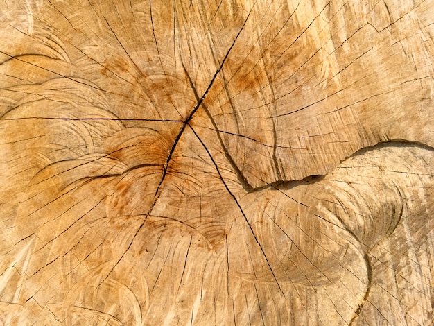 Fondo de textura de núcleo de madera agrietada de cerca
