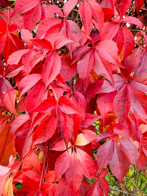 Fondo, textura de otoño hojas de colores brillantes de Parthenocissus.