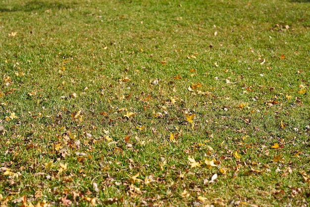 Fondo y textura de otoño