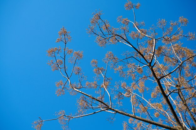 Fondo y textura de otoño