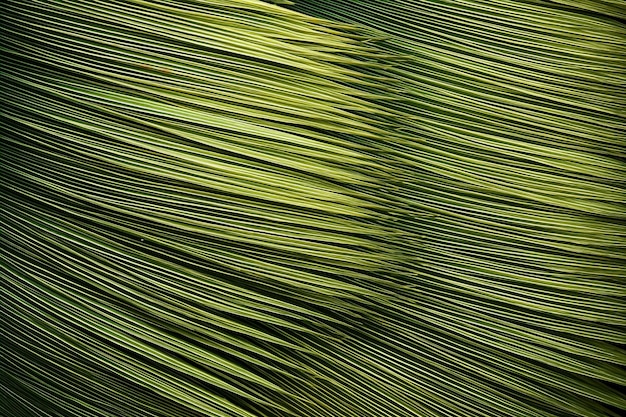 fondo de textura de la palma