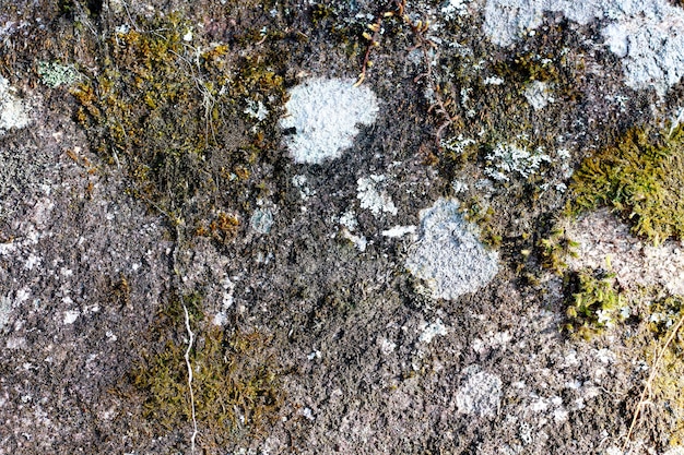 Fondo de textura de pared de grunge. Pinte agrietando la pared oscura con óxido y musgo debajo.