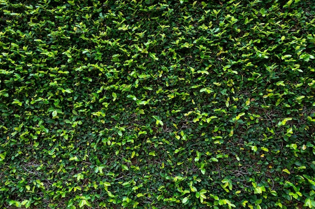 Foto fondo de textura de pared de hoja verde vid en la pared