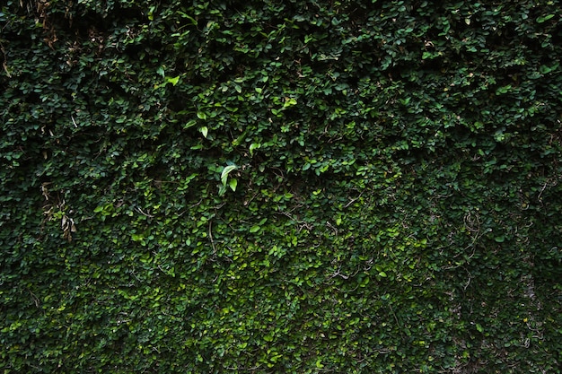 Fondo de textura de pared de hoja verde Vid en la pared