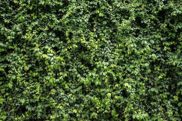 Fondo de textura de pared de hoja verde Vid en la pared