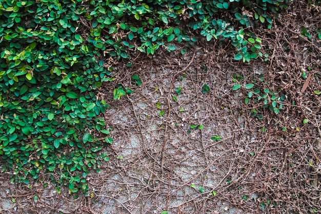 Fondo y textura de la pared de hojas verdes.