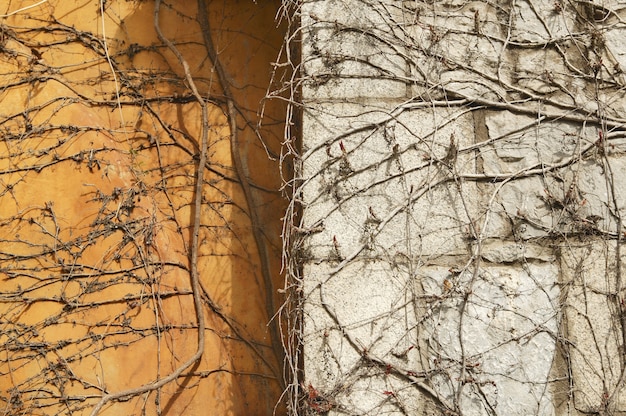 Fondo de la textura de la pared de la planta que sube del otoño