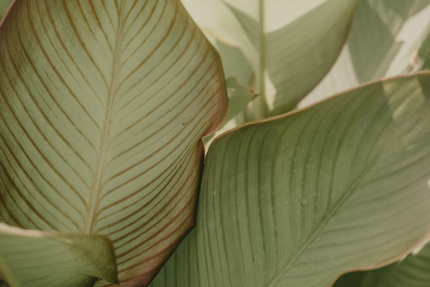 Fondo de textura de patrón de hojas tropicales verdes de cerca