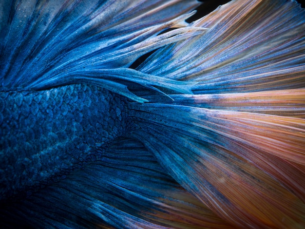 Fondo de textura de pescado betta