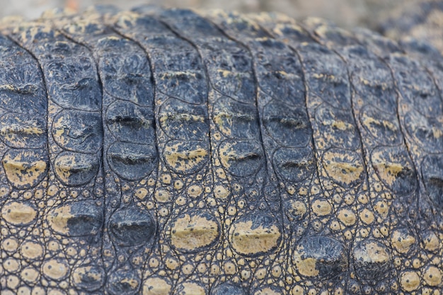 Fondo de textura de piel de cocodrilo