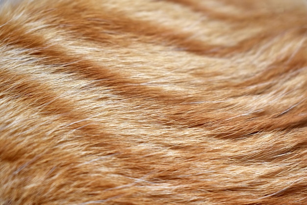 Foto fondo de textura de piel de gato jengibre