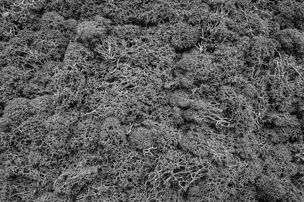 Fondo de textura de planta de hojas en blanco y negro