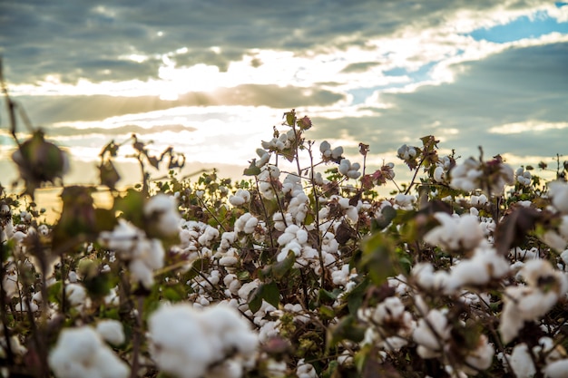 Fondo de textura de plantación de campo de algodón