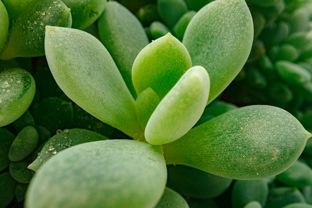 Fondo de textura de plantas suculentas de cerca