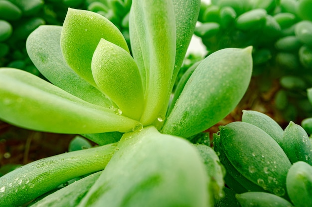 Fondo de textura de plantas suculentas de cerca