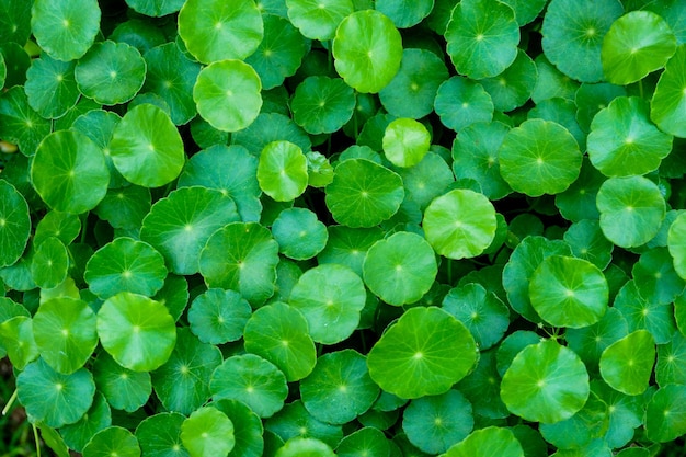 Fondo de textura de plantas verdes brillantes.