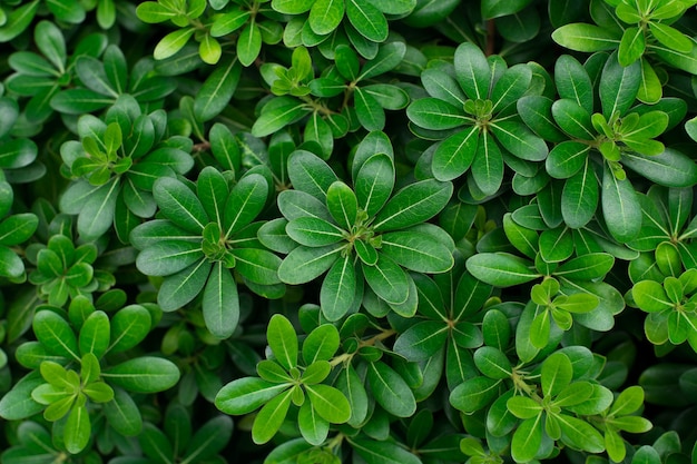 Fondo de textura de plantas verdes