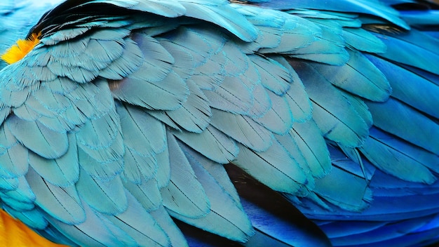 Fondo de textura de pluma azul