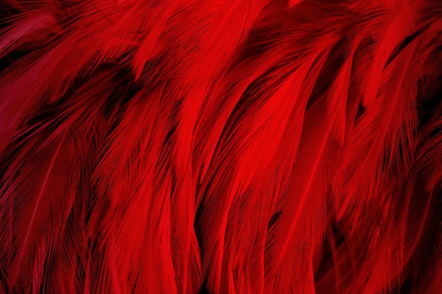 Fondo de textura de pluma rojo oscuro