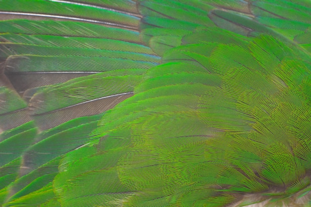 Foto fondo de textura de pluma verde