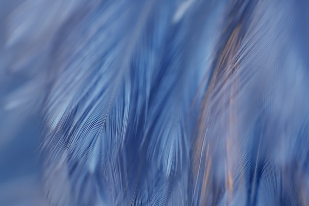 Fondo de textura de plumas de aves y pollos