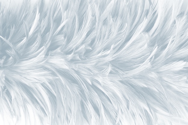 Fondo de textura de plumas blancas