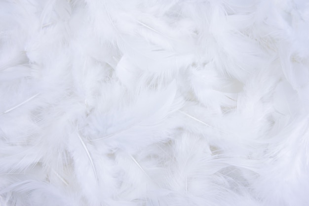 Foto fondo de textura de plumas blancas