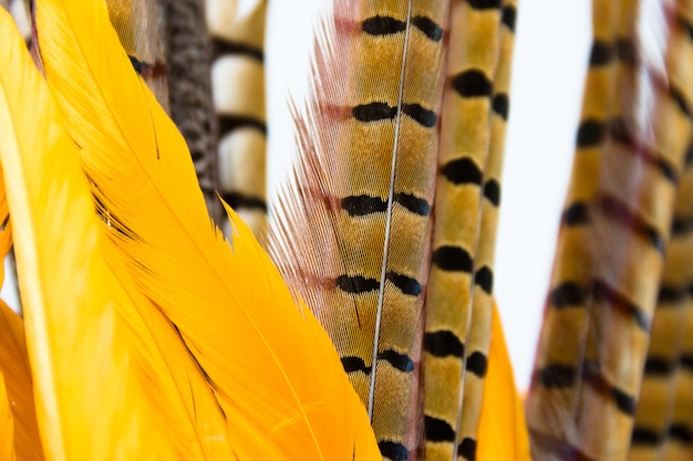 Fondo con textura de plumas de carnaval colorido