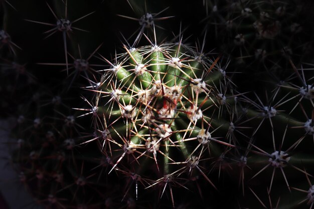 Fondo de textura de primer plano de espinas de plantas de cactus