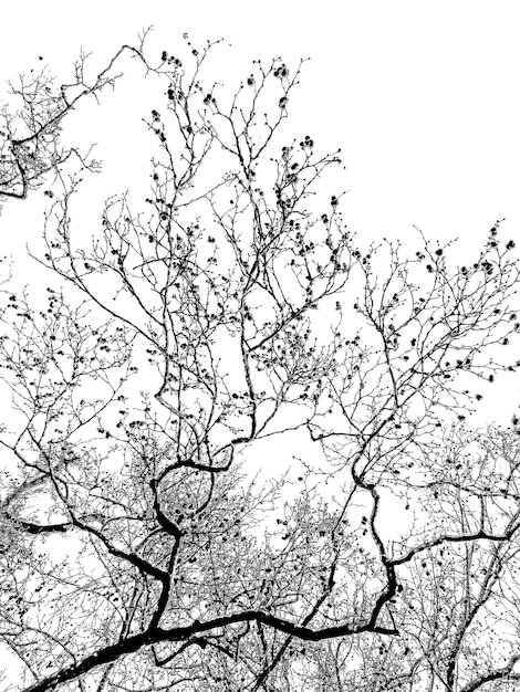 Fondo de textura de ramas de árbol blanco y negro