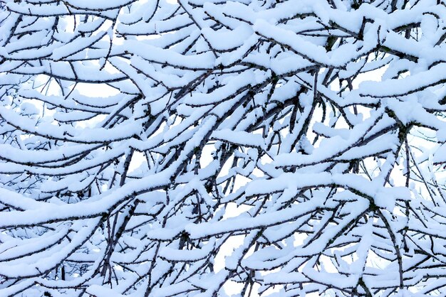 Fondo con textura de ramas de árboles cubiertos de nieve blanca en invierno. Plantilla de diseño.