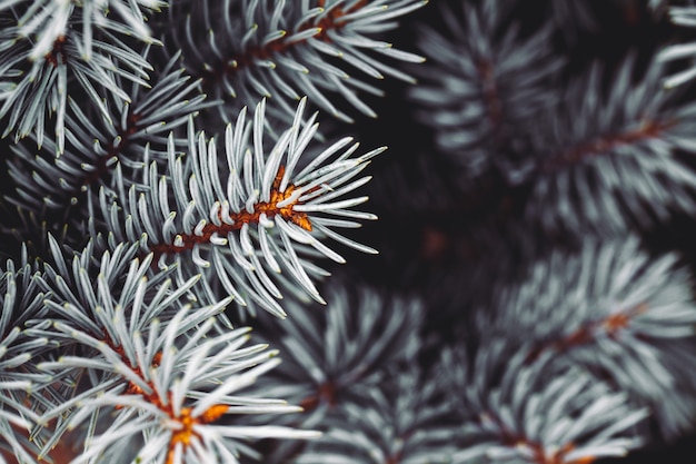 Fondo una textura de ramas de árboles peludos para una tarjeta de Navidad