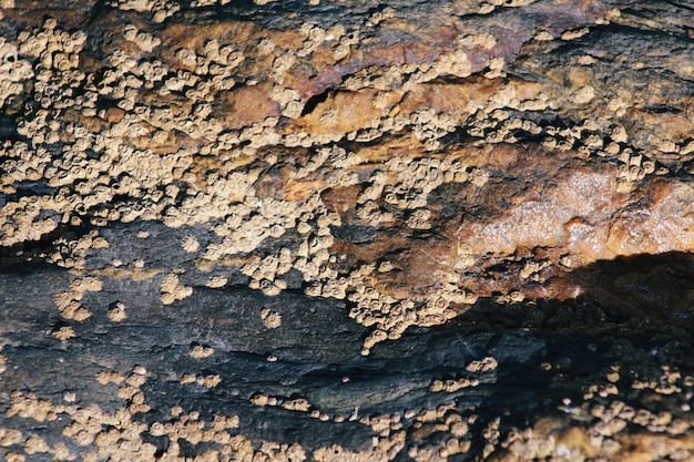 Foto fondo de textura de roca cerca de textura de roca cubierta de musgo