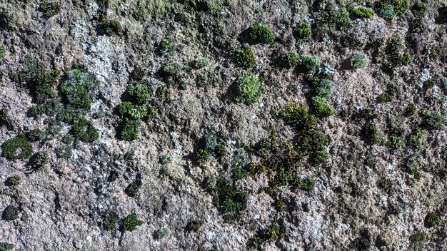 Foto fondo de textura de la superficie de la piedra de musgo