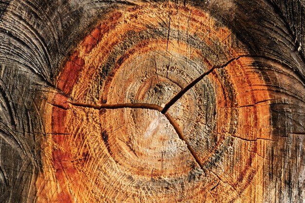 Fondo de textura de superficie de segmento de tronco de madera natural