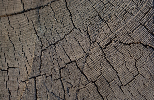 Fondo de textura de tocón de árbol agrietado resistido viejo