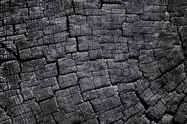 Fondo de textura de tronco de árbol agrietado con la sección transversal