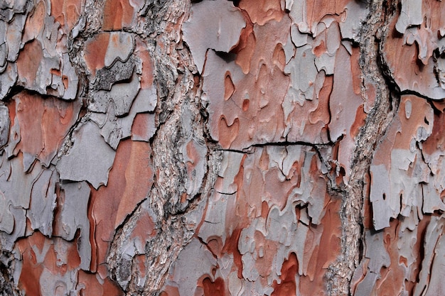 Fondo de textura de tronco de árbol astillado