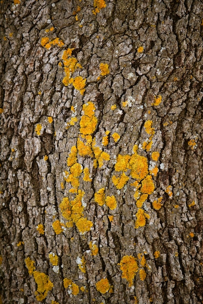 Fondo de textura de tronco de árbol marrón