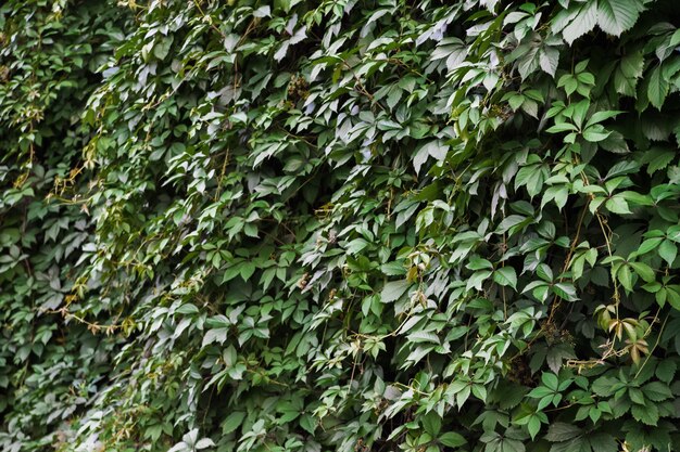 Fondo de textura de las uvas verdes naturales