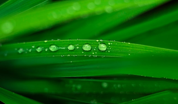 Fondo de textura verde con gotas. Gotas de agua sobre hojas verdes después de la lluvia. fondo natural