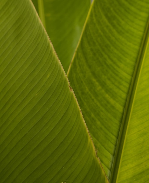 Fondo texturizado de hojas verdes grandes naturales Fondo de decoración de hojas de plátano con estilo tropical