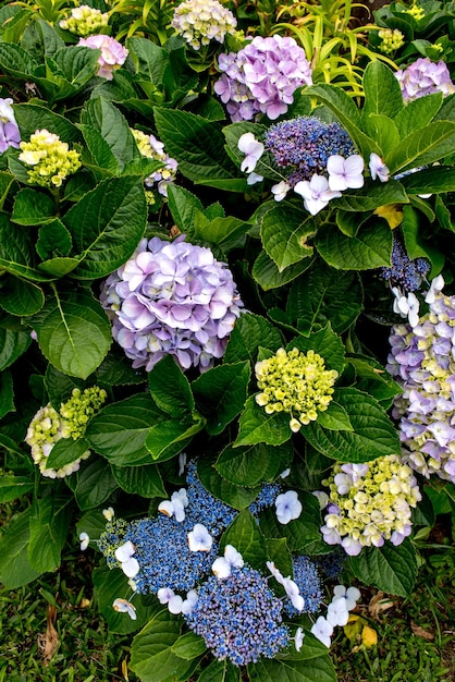 Fondo texturizado de hortensias moradas y azules