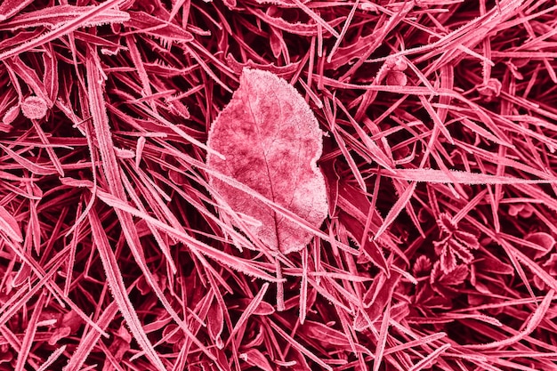 Fondo texturizado natural con una sola hoja de manzana roja rosa púrpura caída en hierba con cristales blancos de escarcha fría en una helada mañana de otoño tonificada en el color de tendencia viva magenta del año 2023