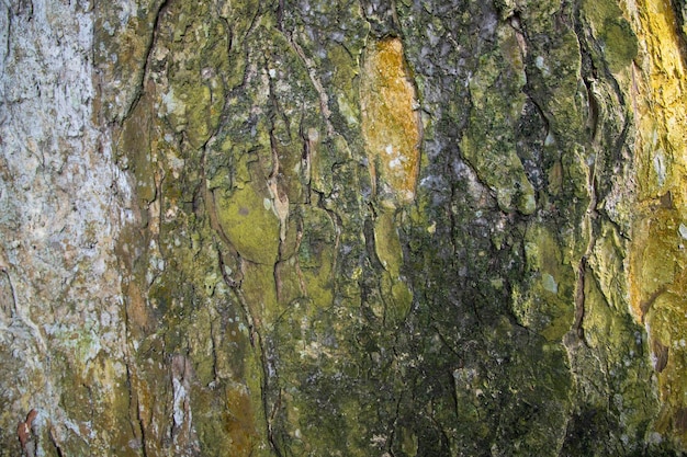 El fondo texturizado de la vieja corteza de árbol grande cubierto de musgo verde pequeño