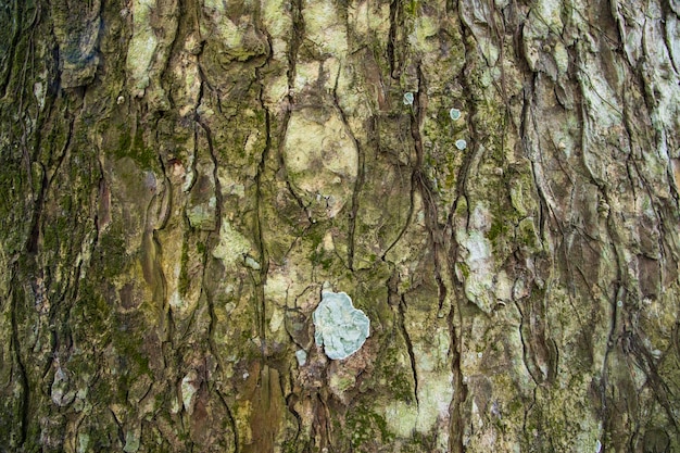 El fondo texturizado de la vieja corteza de árbol grande cubierto de musgo verde pequeño