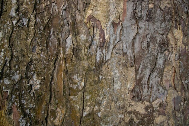 El fondo texturizado de la vieja corteza de árbol grande