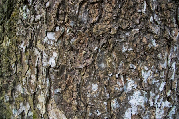 El fondo texturizado de la vieja corteza de árbol grande