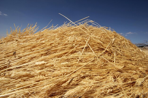 Fondo de tiempo de cosecha de campo de trigo