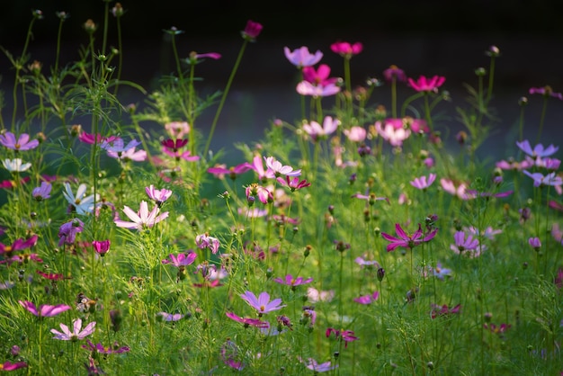Fondo de tiernas flores de color rosa suave en hierba verde floral natural vintage hipster imagen